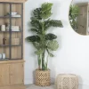 Bowa Plante faux philodendron
