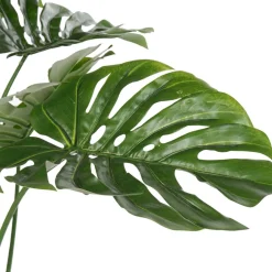 Bowa Plante faux philodendron