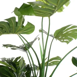 Bowa Plante faux philodendron