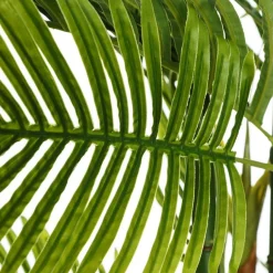 Coly Plant areca palm tree green 